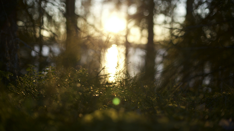 Hämyinen metsä